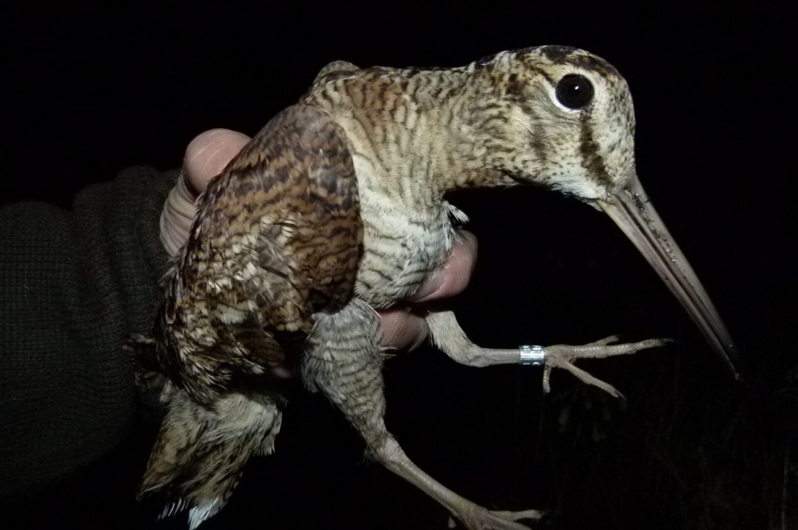 erdei-szalonka-madar-borokafarm